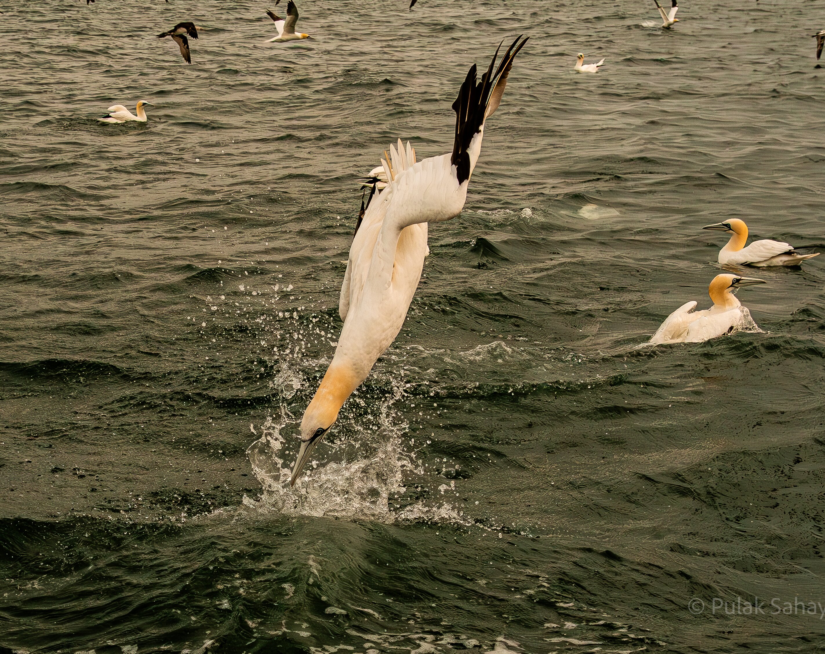 Gannet